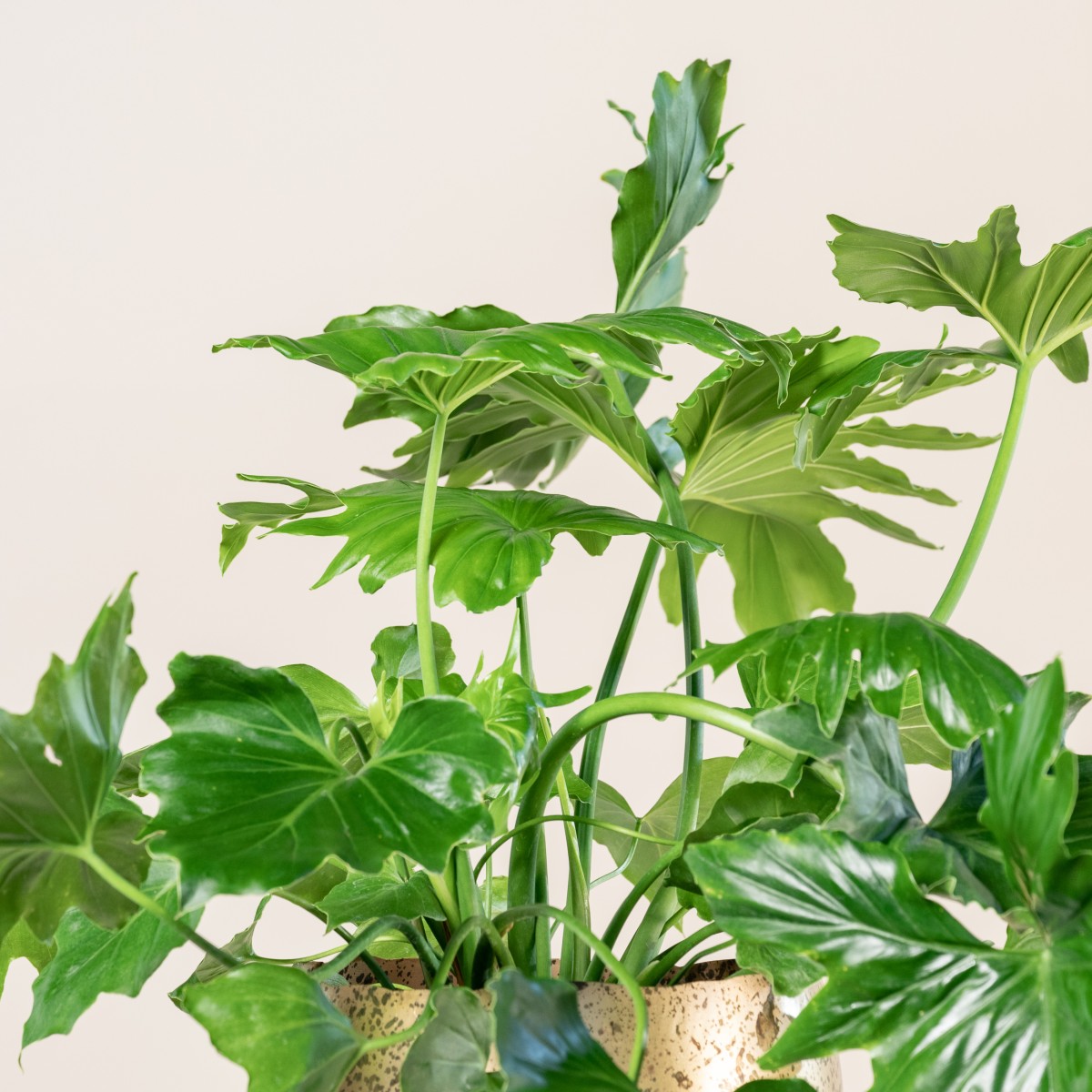 Philodendron 'Shangri La' | The Palm Centre