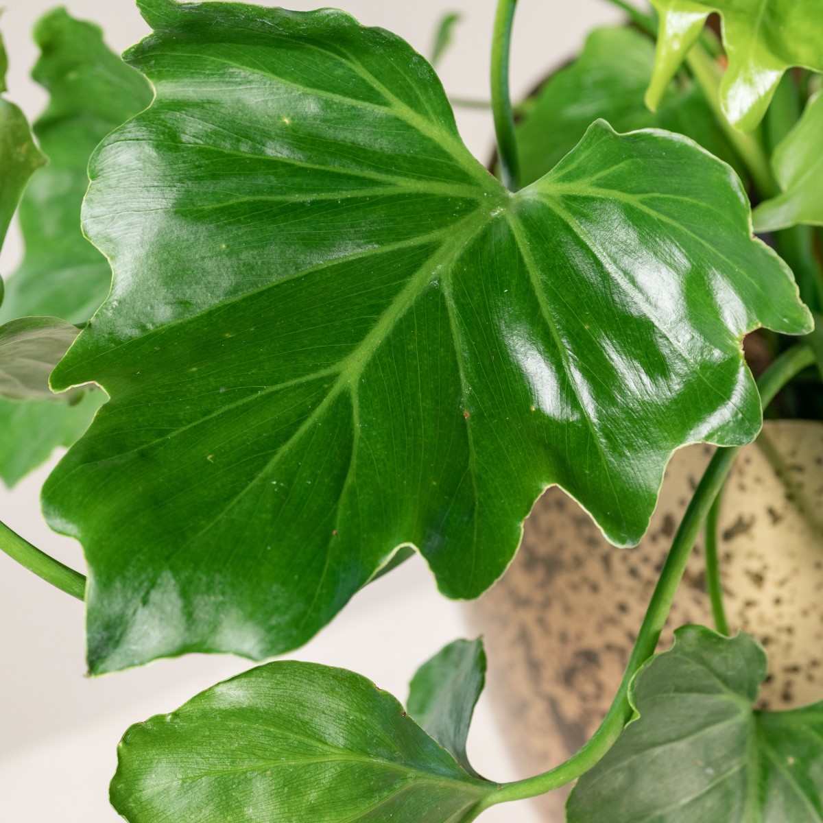 Philodendron 'Shangri La' | The Palm Centre