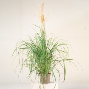 Calamagrostis x acutiflora 'Karl Foerster'