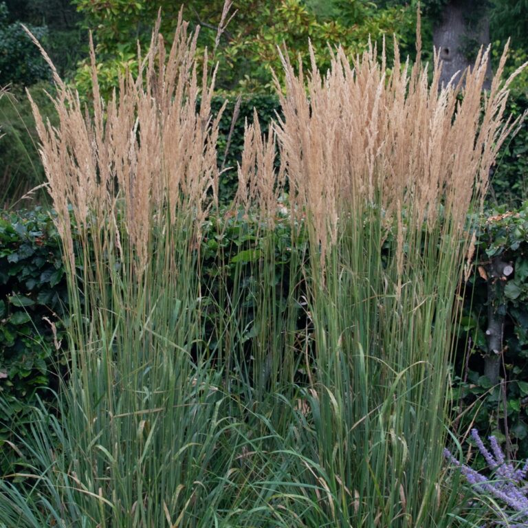 Calamagrostis x acutiflora 'Karl Foerster'