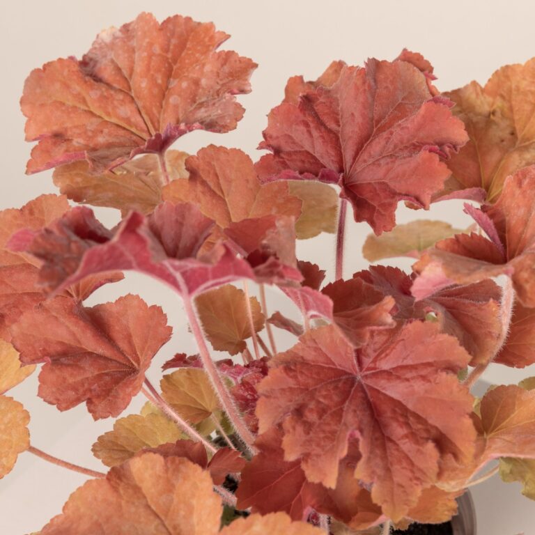 Heuchera villosa 'Caramel'