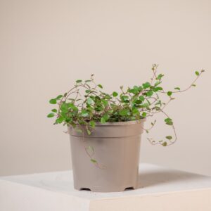 Muehlenbeckia complexa