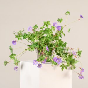 Geranium 'Rozanne'