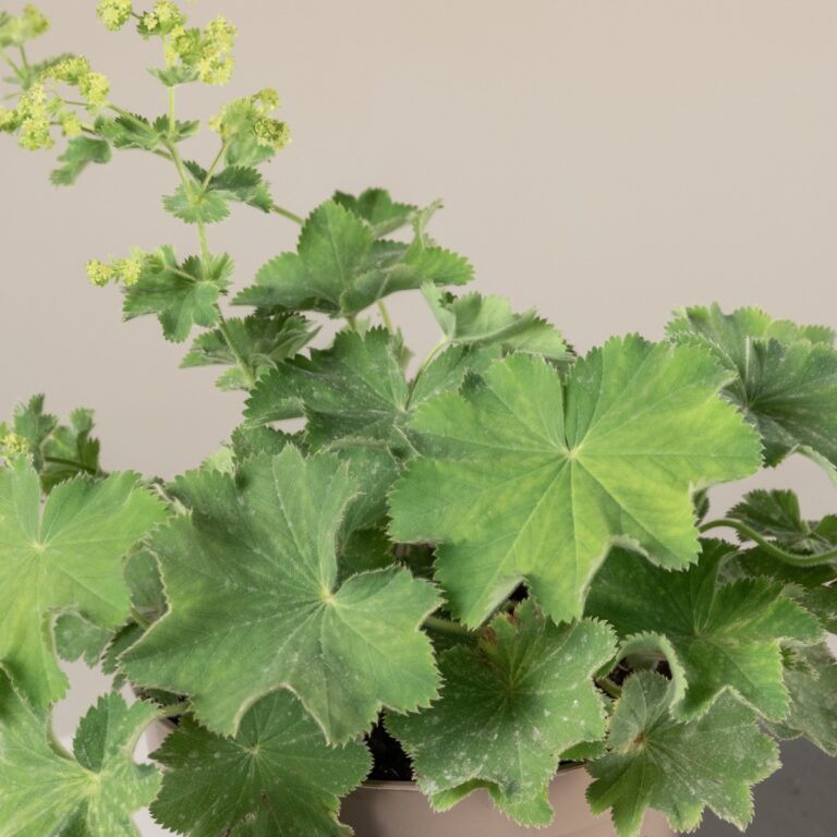 7. Alchemilla mollis (Lady's Mantle)