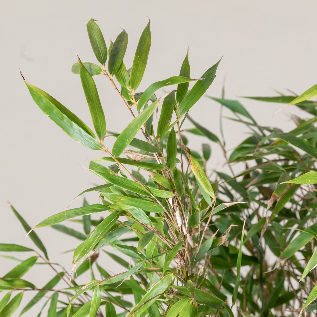 Fargesia robusta 'Wenchuan' | The Palm Centre