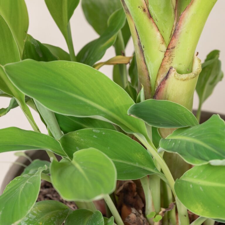 When to plant