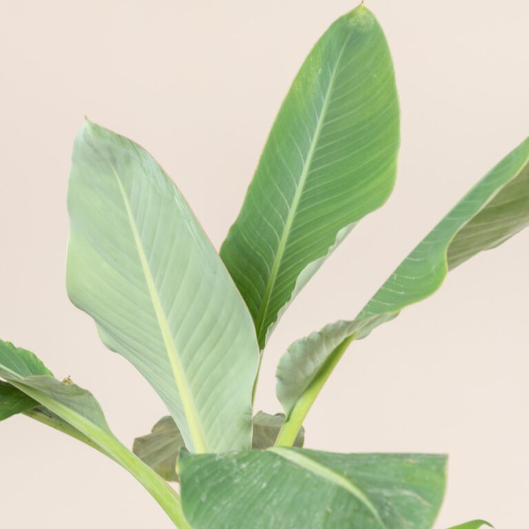 Musella lasiocarpa