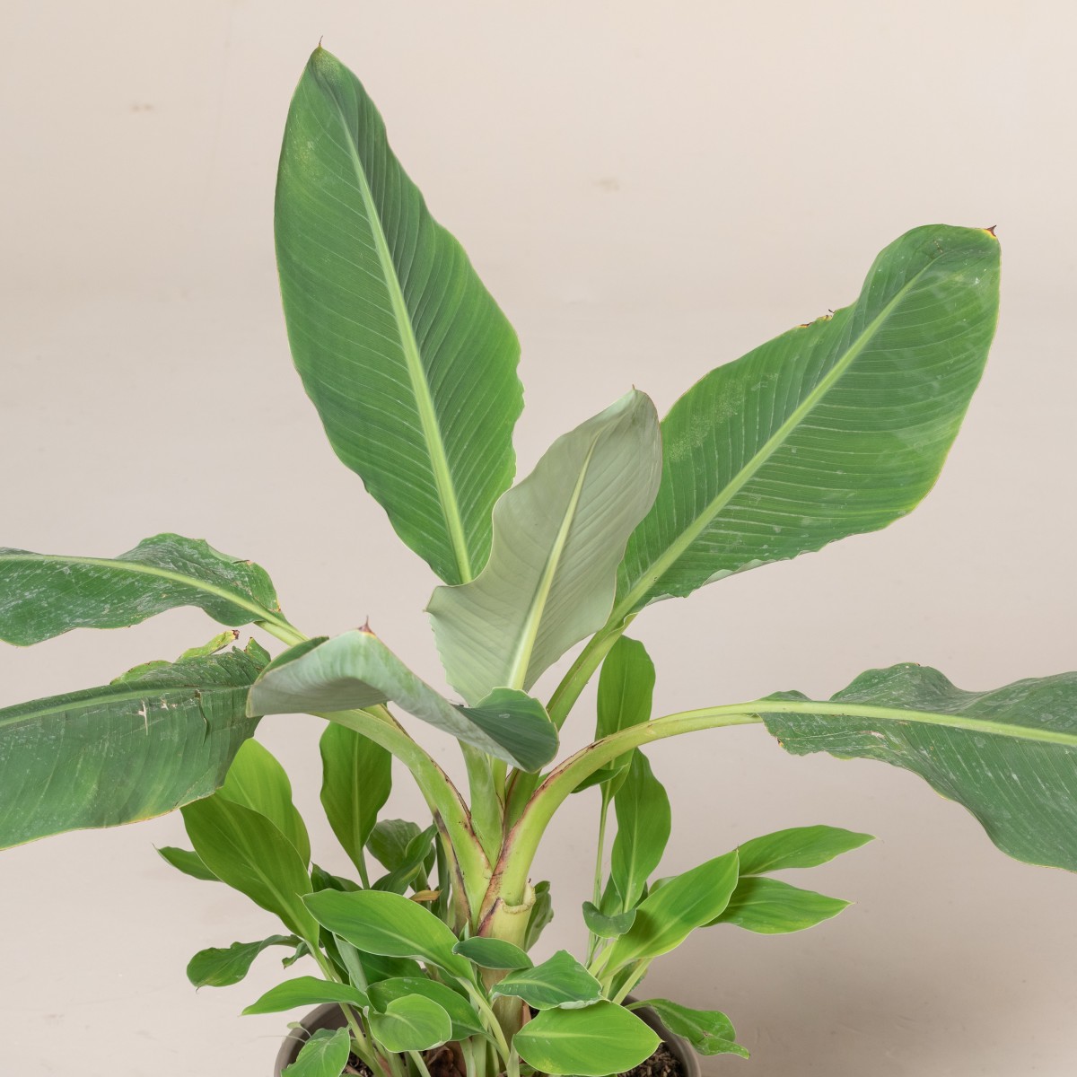 Musella lasiocarpa