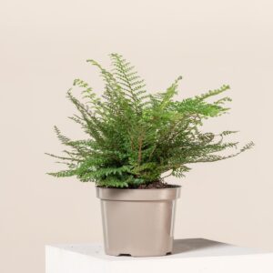 Polystichum setiferum 'Herrenhausen'