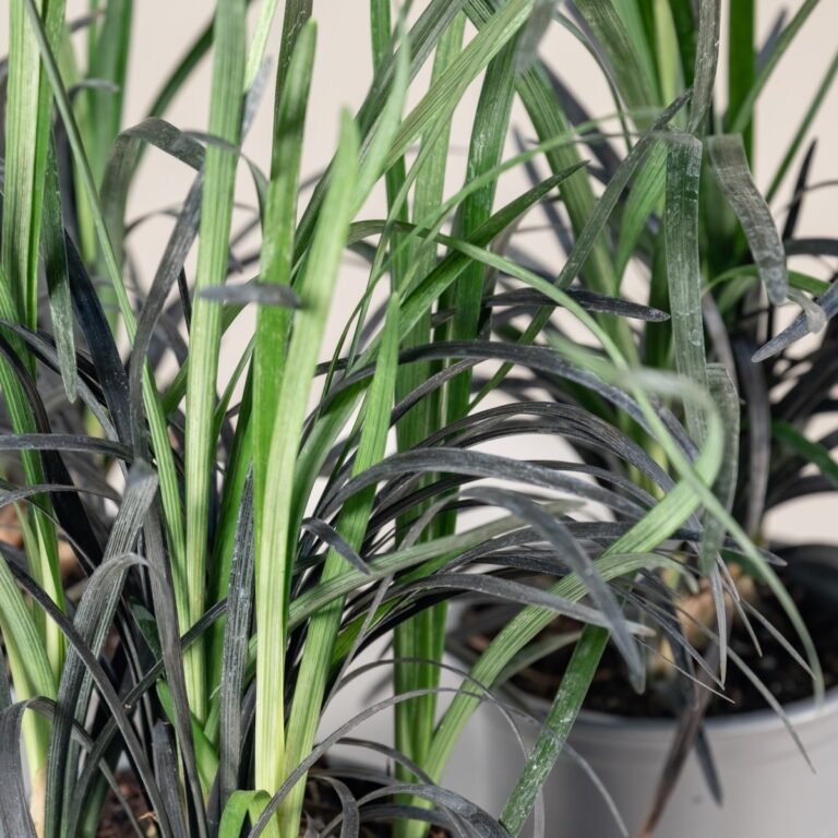 Ophiopogon planiscapus 'Nigrescens'