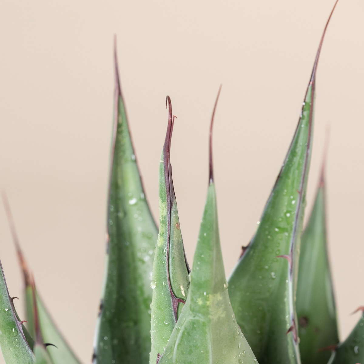 Agave gentryi 'Jaws'