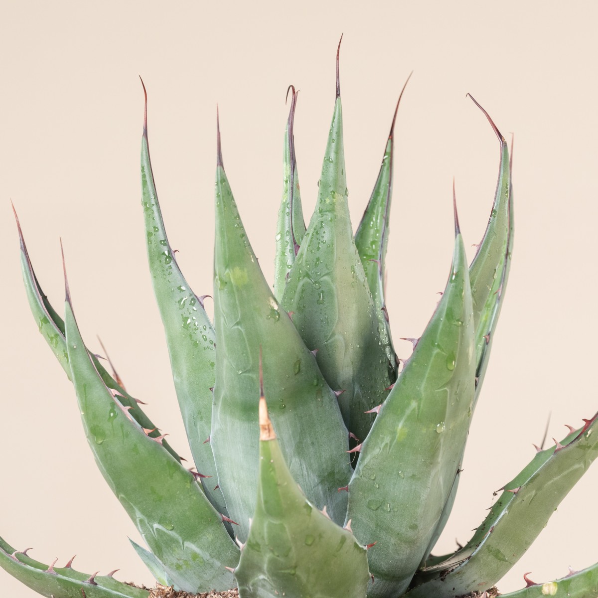 Agave gentryi 'Jaws'