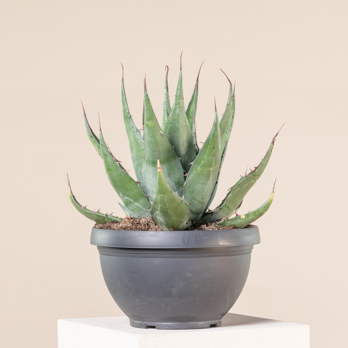 Agave gentryi 'Jaws'