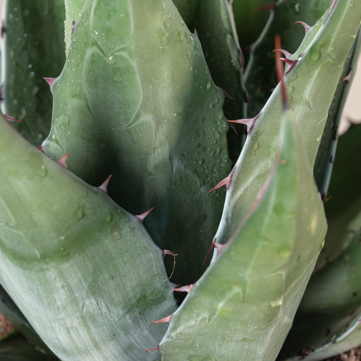 größte aloe vera pflanze der welt Buy 'Large Aloe Vera Plants - Aloe barbadensis' Care and Growing Guide main image 1