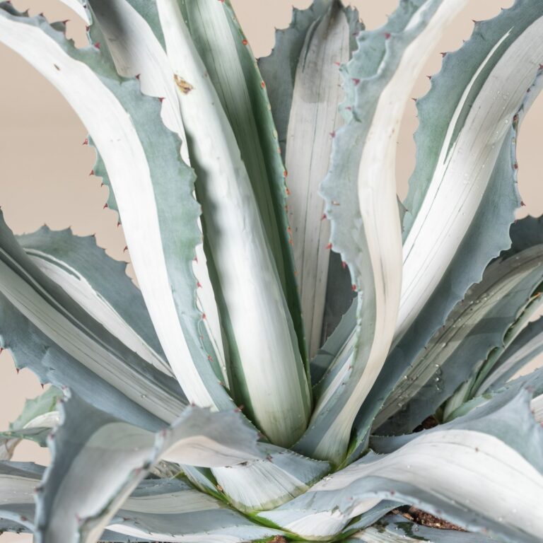 Agave am. 'Mediopicta Alba'