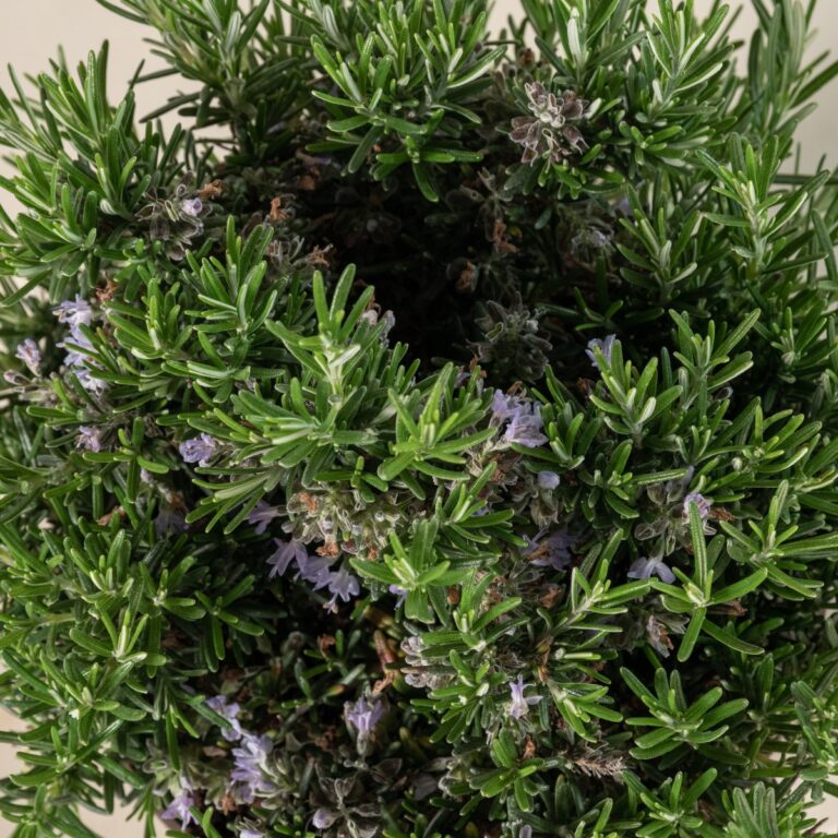 Salvia rosmarinus 'Prostratus' (formerly Rosmarinus officinalis 'Prostratus')