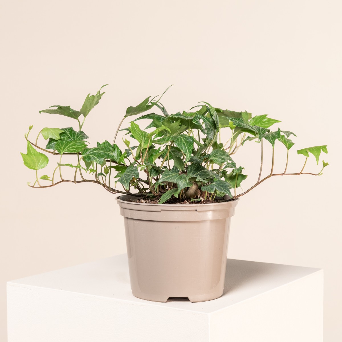 monstera kunstpflanze gro Monstera Kunstpflanze 145 cm gnstig online kaufen