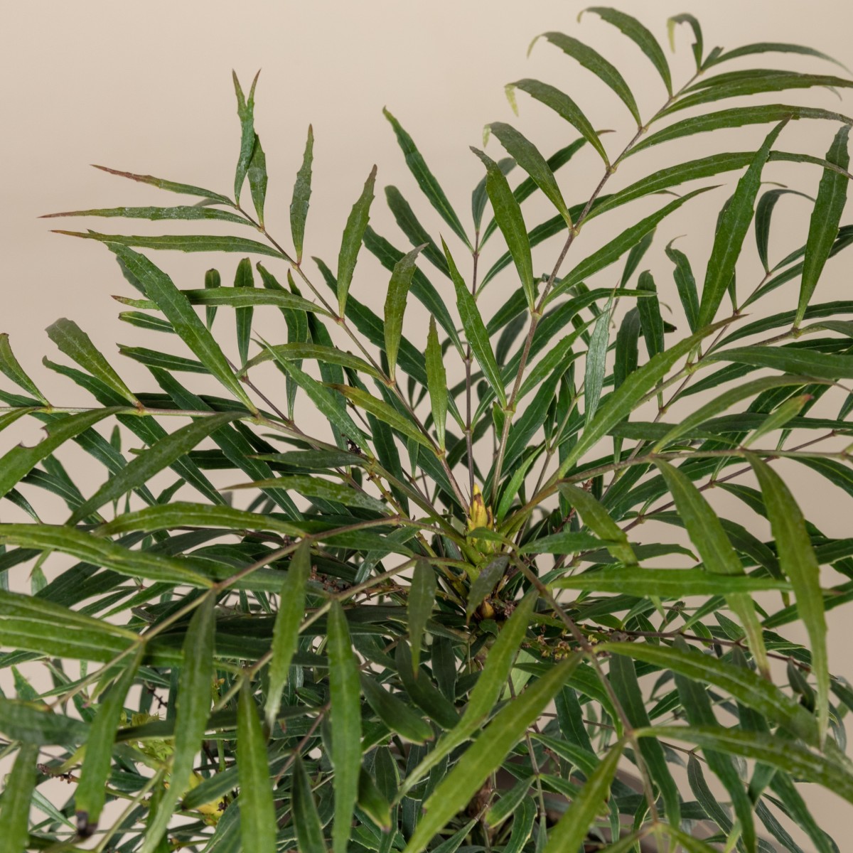 Mahonia 'Soft Caress'