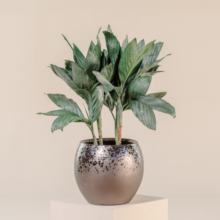 Metal Palm (Chamaedorea metallica)