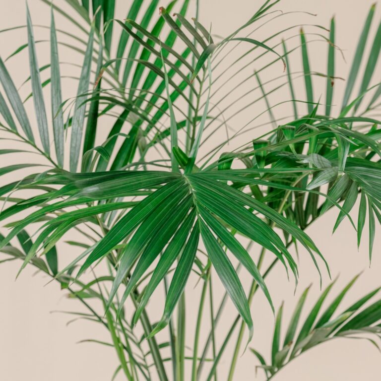 Chamaedorea cataractarum