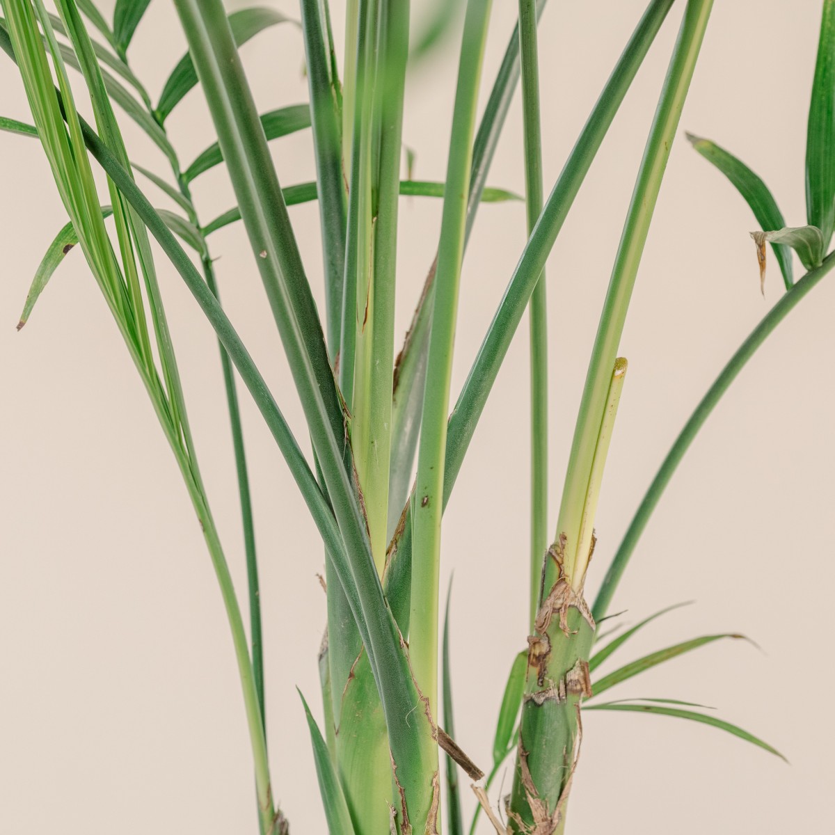 Chamaedorea cataractarum