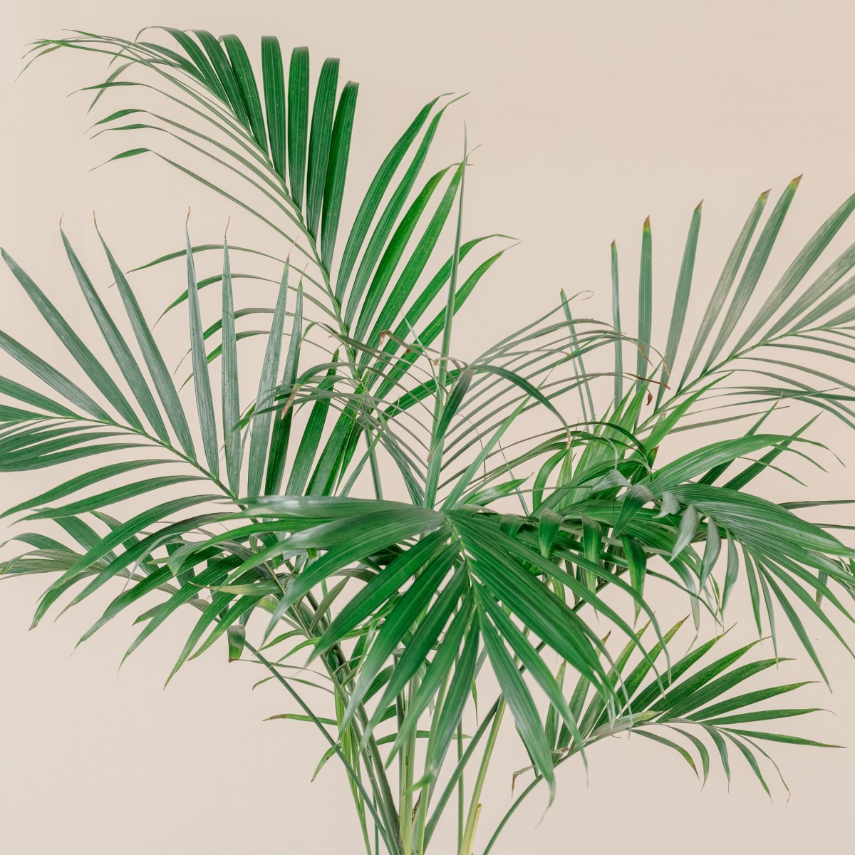 Chamaedorea cataractarum