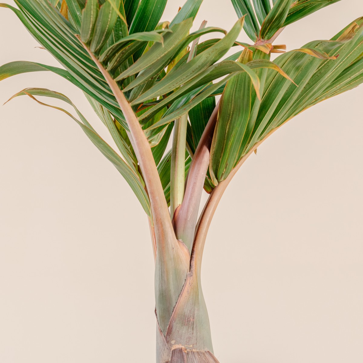 Hyophorbe lagenicaulis