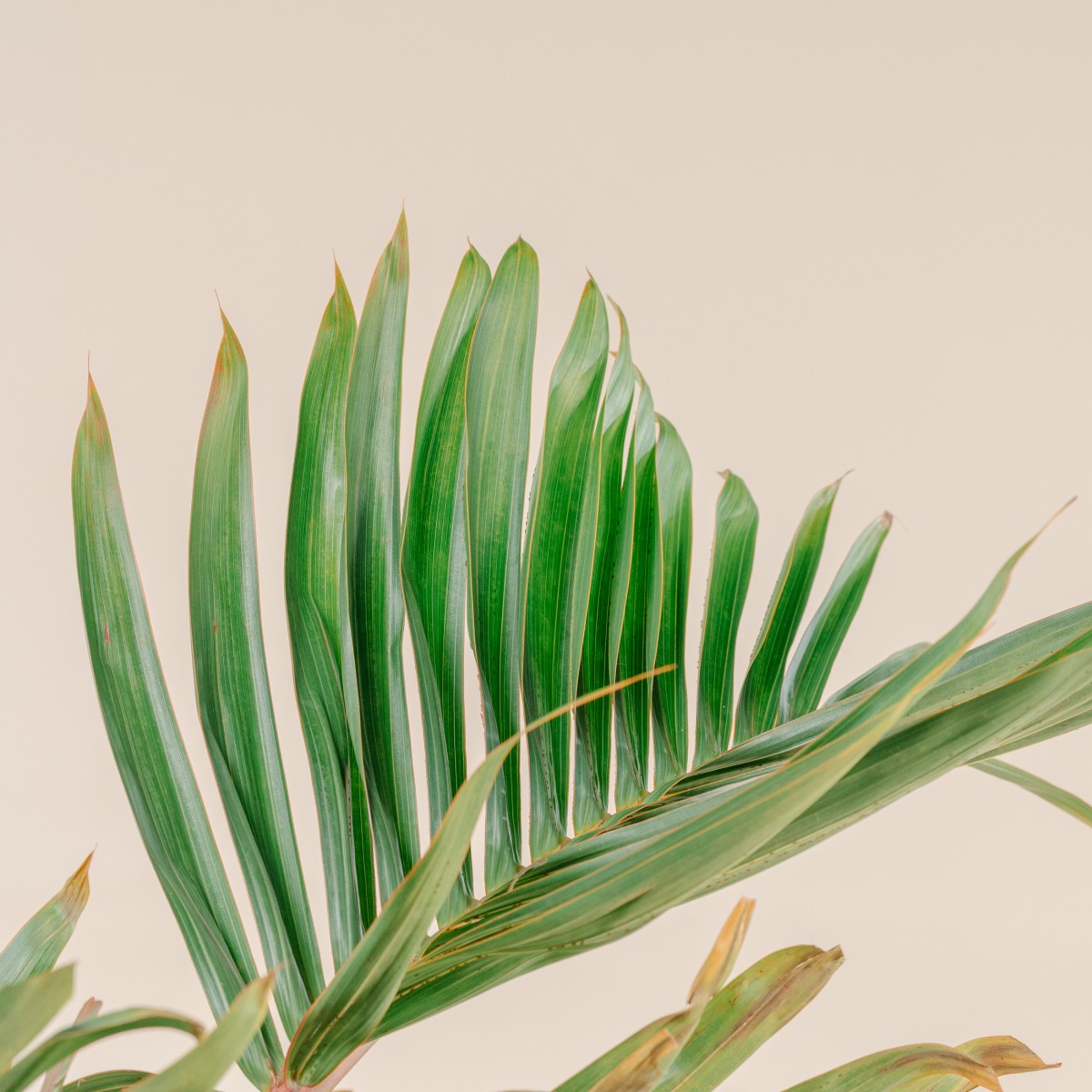 Hyophorbe lagenicaulis