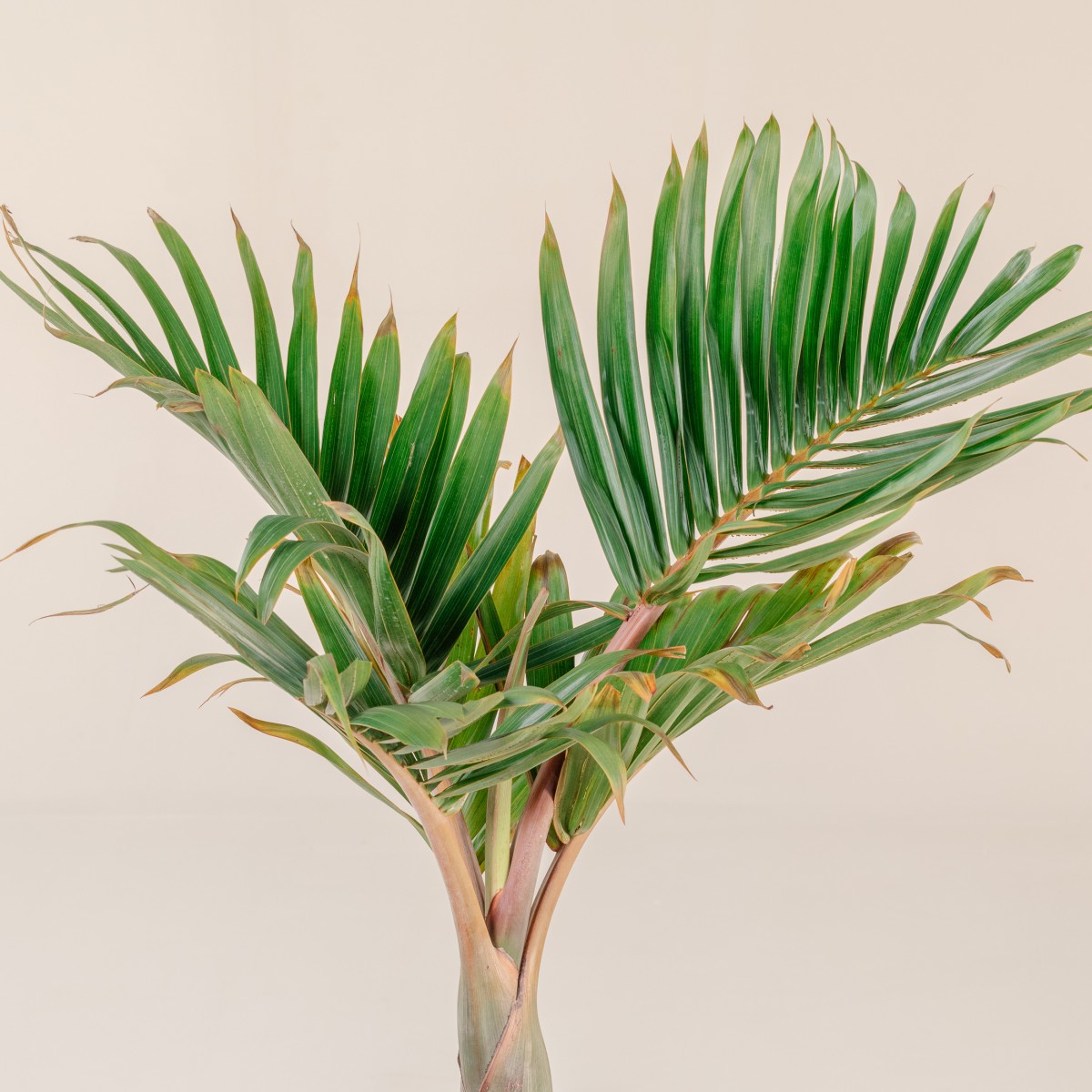 Hyophorbe lagenicaulis