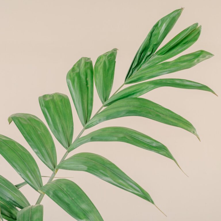 Chambeyronia macrocarpa