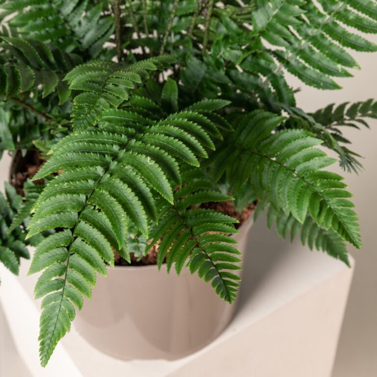 Dryopteris atrata
