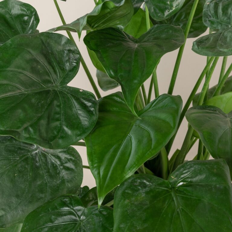Alocasia cucullata | The Palm Centre