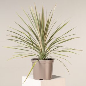 Cordyline australis 'Torbay Dazzler'
