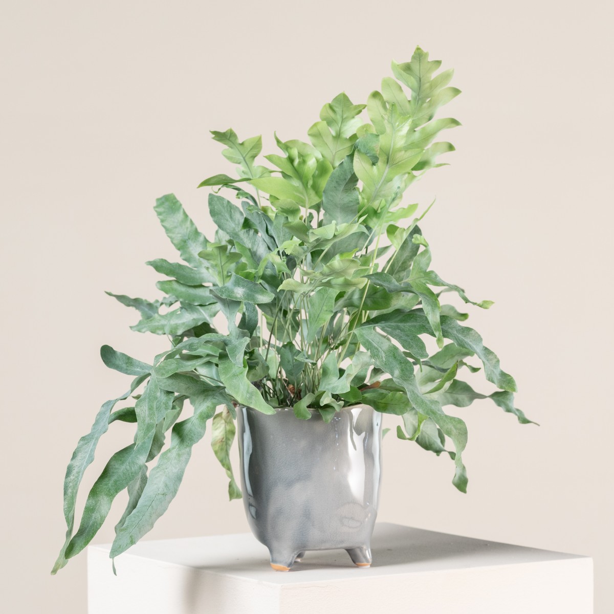 Phlebodium Blue Star