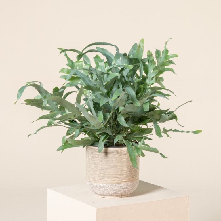 Phlebodium Blue Star