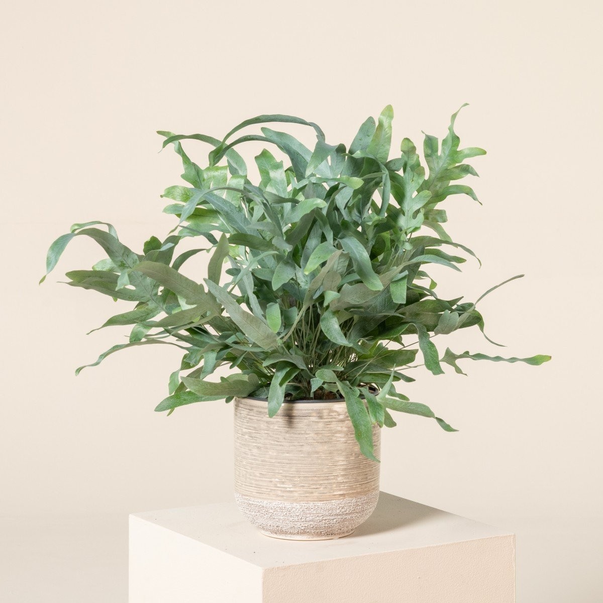 Phlebodium Blue Star