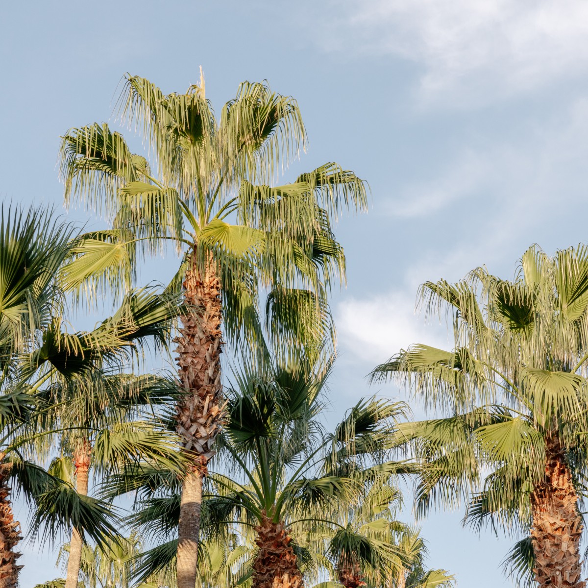 Washingtonia robusta