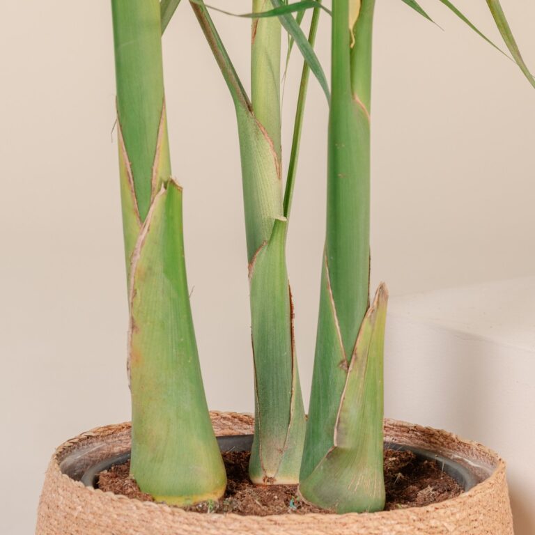 Archontophoenix alexandrae