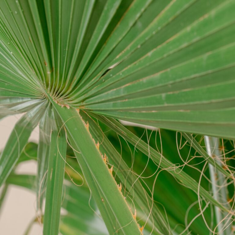 Care & Size Guidance
