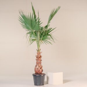 Washingtonia robusta