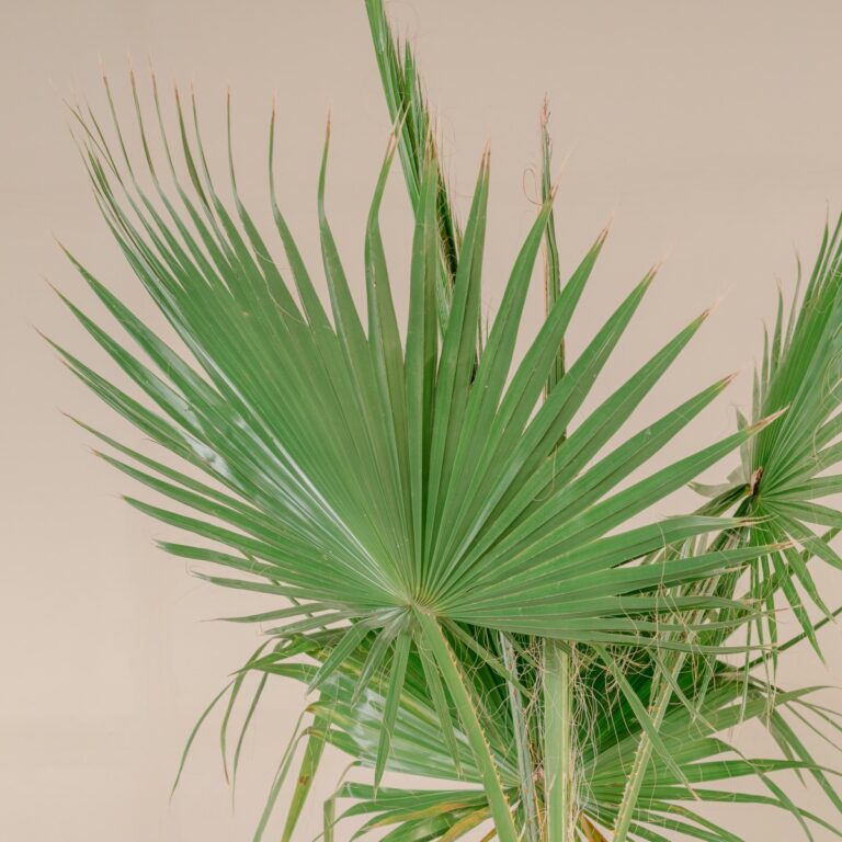 How To Apply Palm Fertiliser