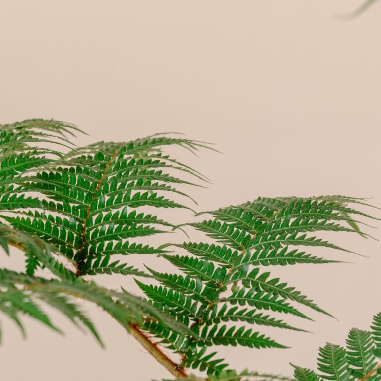 Cyathea cooperi