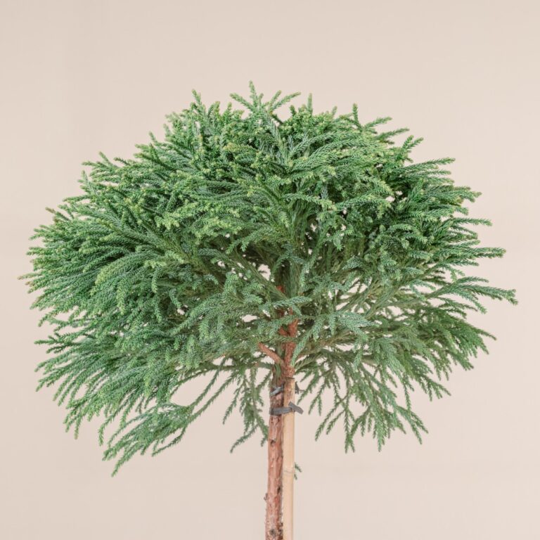 Cryptomeria japonica 'Little Champion'