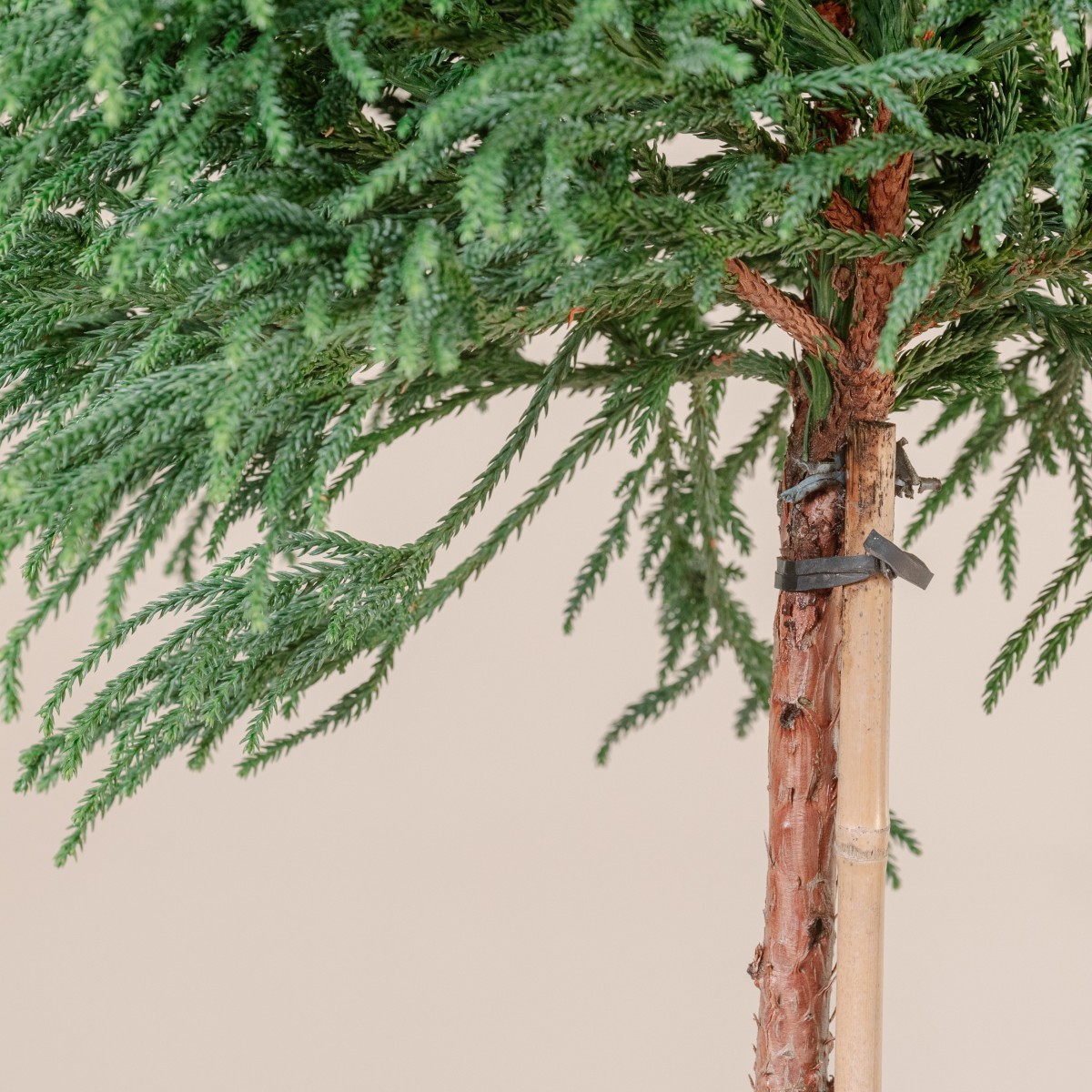 Cryptomeria japonica 'Little Champion'