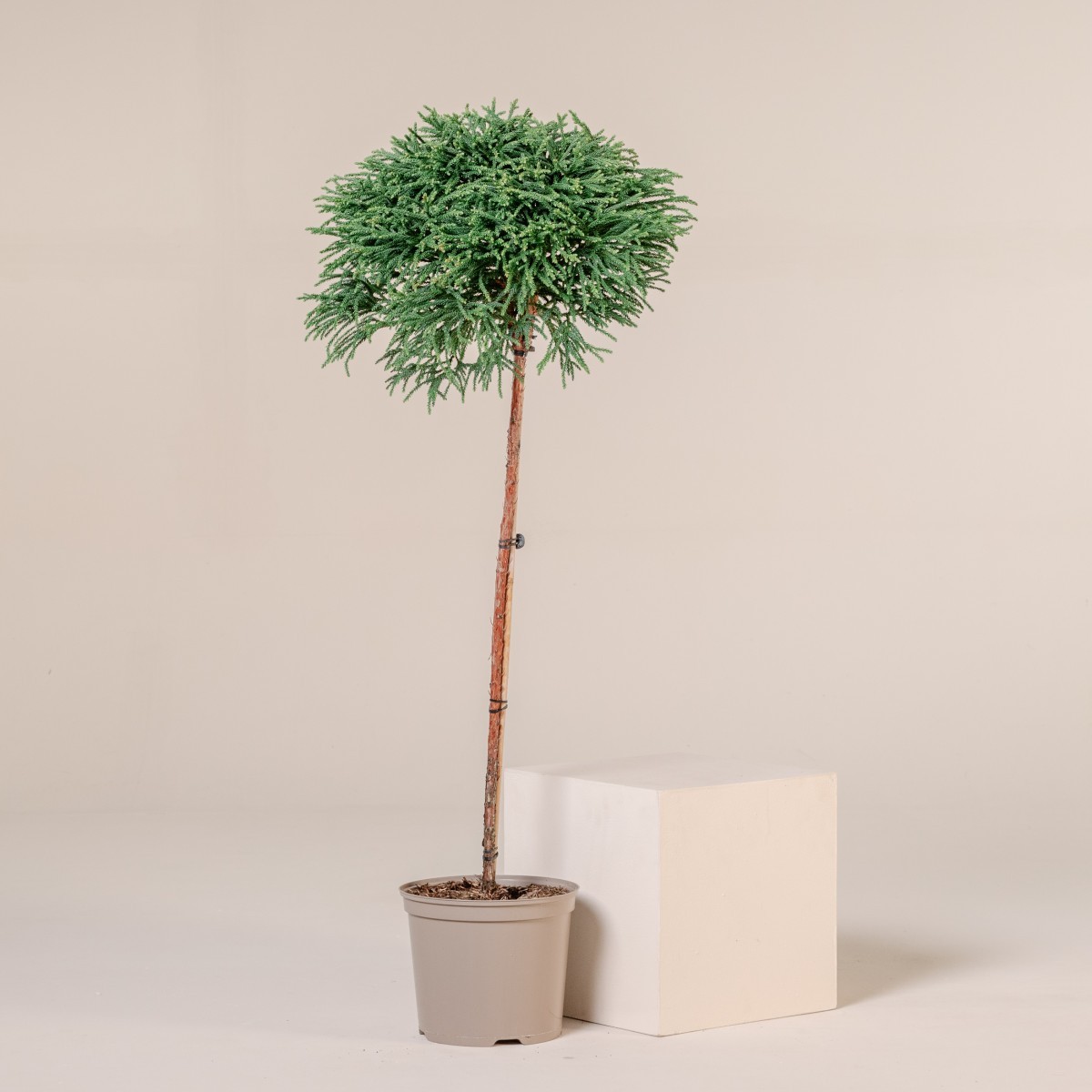 Cryptomeria japonica 'Little Champion'