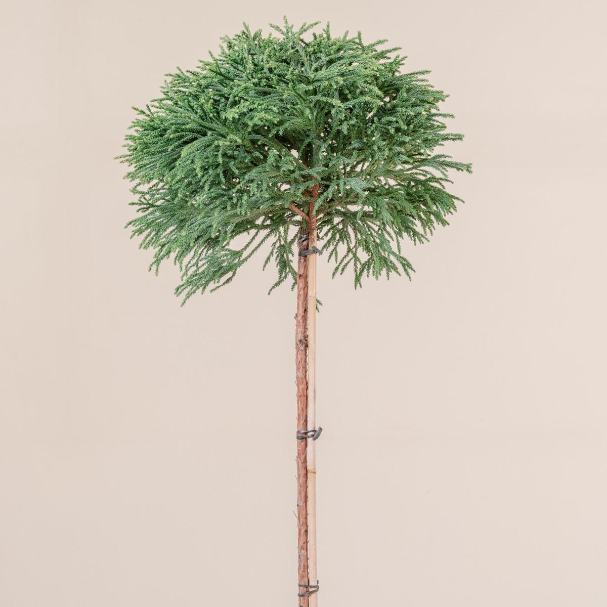 Cryptomeria japonica 'Little Champion'