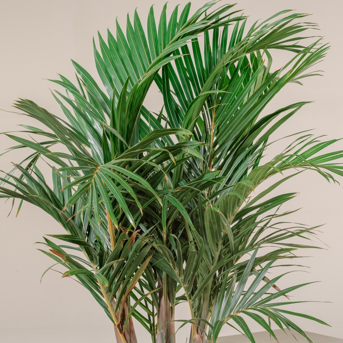Hyophorbe verschaffeltii