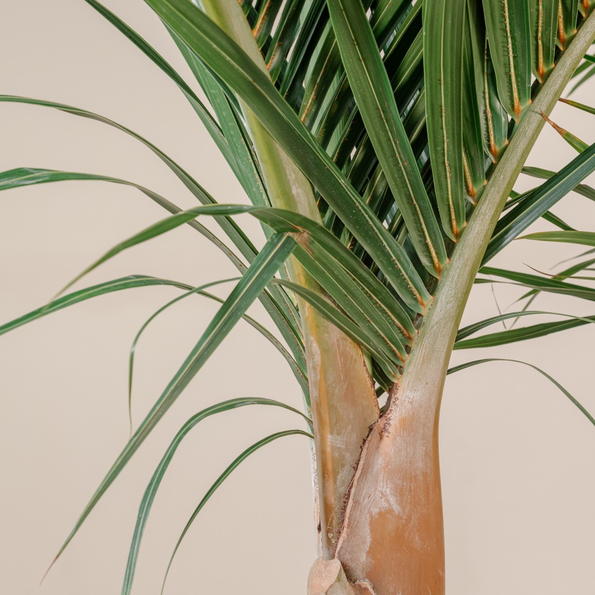 Hyophorbe verschaffeltii