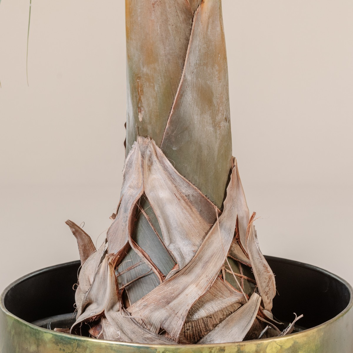 Hyophorbe verschaffeltii
