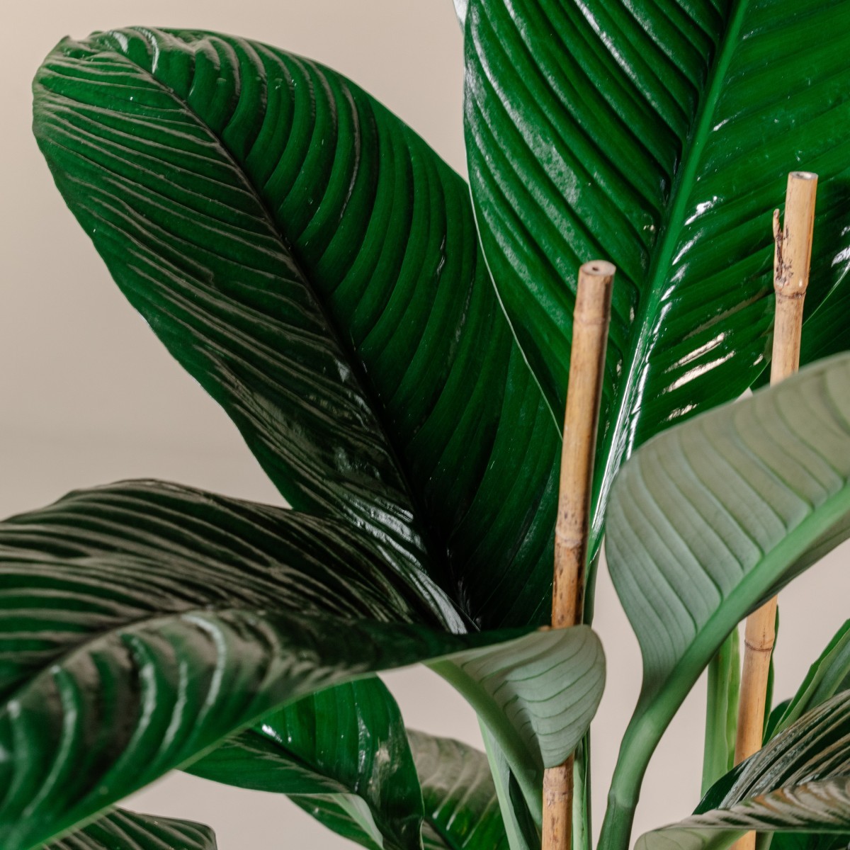 Spathiphyllum 'Sensation'